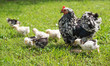 Foto: hen with chicks hen with chicks
