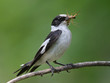 Collared Flycatcher