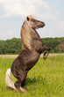 Pony macht Männchen