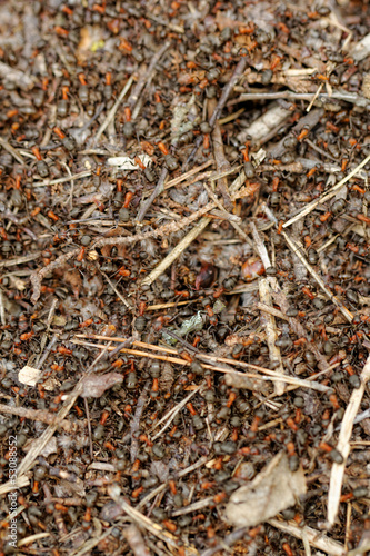 Photo: ants and ant hill ants and ant hill