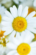 White Daisy Isolated