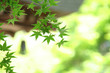 青もみじ