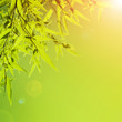 Photo: Fresh green leaves border Fresh green leaves border