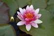 Foto: bunte seerose bunte seerose