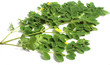 Edible moringa leaves