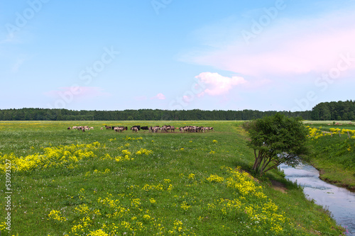 Photo: Wild horses in meadow. Wild horses in meadow.