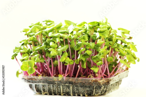 Photo: A Growing microgreens on plastic white cup A Growing microgreens on plastic white cup