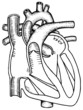 Human heart cut