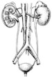 Human urinary system