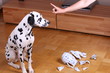 Hund schaut unglücklich, kaputte Kanne, Drohung