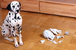 Hund mit kaputter Kanne schaut schuldbewußt