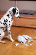 Hund sitzt vor zerstörter Kanne schuldbewußt