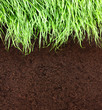 Green grass and soil pattern background.