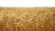 Golden wheat field