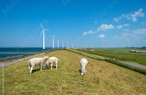 Photo: Sheep grazing on a dam along a lake in spring Sheep grazing on a dam along a lake in spring