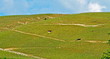VIGNES VALLEE DU RHONE