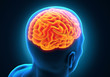 Illustration: Human Brain Anatomy Human Brain Anatomy