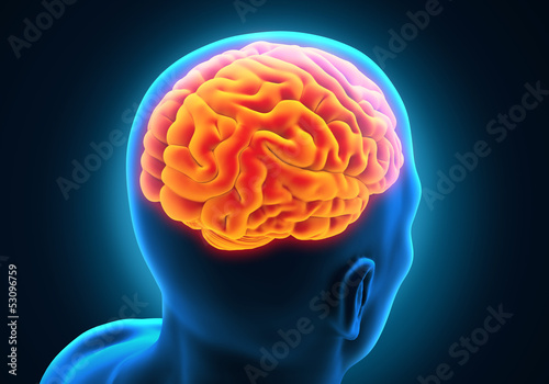Illustration: Human Brain Anatomy Human Brain Anatomy