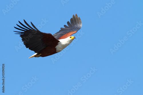 Photo: Flying Fish Eagle Flying Fish Eagle