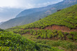 Photo: Tea plantations in Munnar, Kerala, India Tea plantations in Munnar, Kerala, India