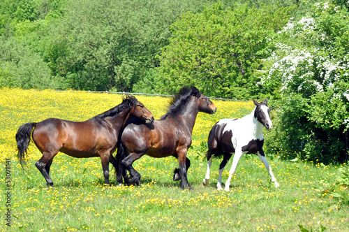 Photo: Horses In A Summer Meadow Horses In A Summer Meadow