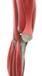 Photo: Knee Anatomy Knee Anatomy