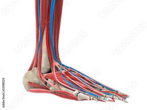 Illustration: Human Foot Human Foot