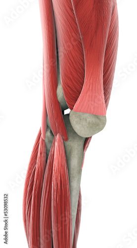 Photo: Knee Anatomy Knee Anatomy