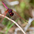 purple dragonfly