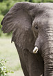 Photo: Elephant Close Up Elephant Close Up
