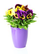 Beautiful pansies flowers isolated on a white