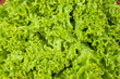 romaine lettuce