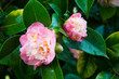 Two camellias
