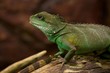 Iguana