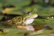 Teichfrosch im Abendlicht