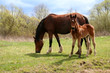 Foto: Horse and colt on green meadow Horse and colt on green meadow