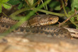 Seoane's viper (Vipera seoanei)