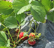 Ceuillette des fraises