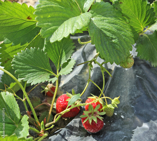 Photo: Ceuillette des fraises Ceuillette des fraises