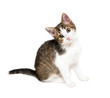 funny kitten