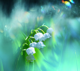 Lily of the valley