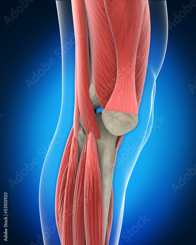 Illustration: Knee Anatomy Knee Anatomy