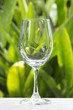 Glass of wine