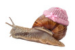 Foto: snail with Newborn baby knit wool hat snail with Newborn baby knit wool hat
