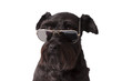 perro negro con gafas de sol