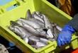 arrivage de poisson au port de pêche