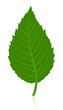 Green Simple Leave Isolated On... Green Simple Leave Isolated On...