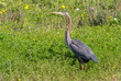Great Grey Heron (Ardea cinerea)