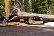 Sequoia Nationalpark