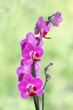 Purple ping orchid flower